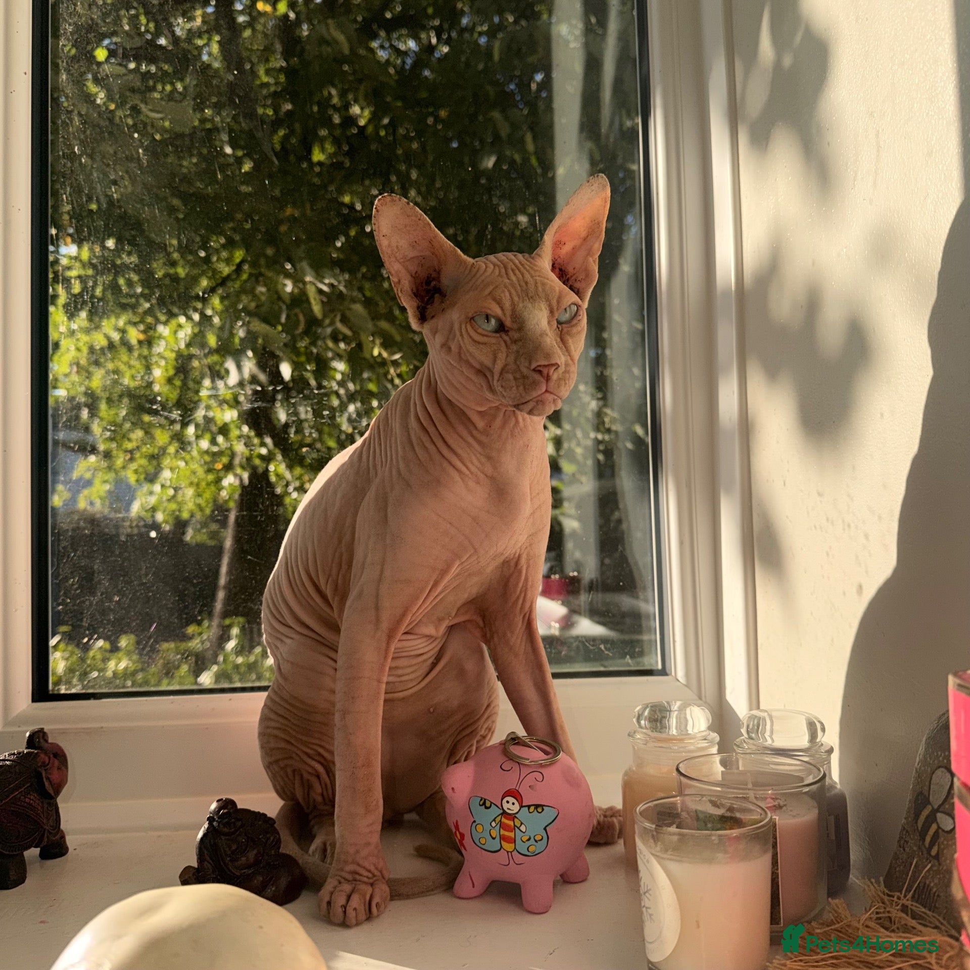 Sphynx cats Spynx 1 year old  - Advert 1