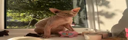 Sphynx cats for sale: Spynx 1 year old  in Birmingham - Advert 1