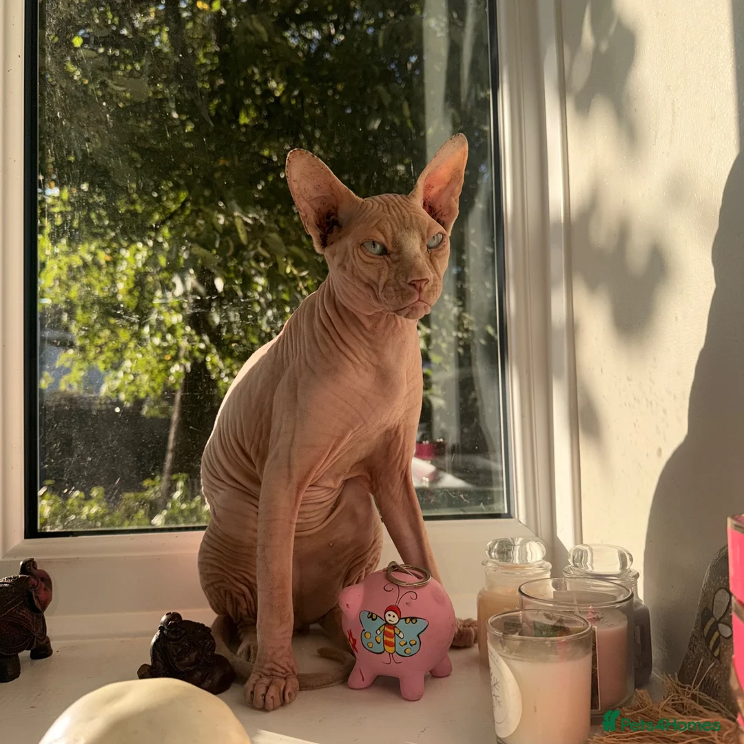 Sphynx cats for sale: Spynx 1 year old  in Birmingham - Advert 1