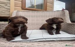 Cocker Spaniel dogs for sale: Beautiful cocker spaniel puppies  - Image 7