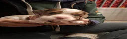 Cockalier dogs for sale: Health tested parents 5⭐️ breeder - Advert 7
