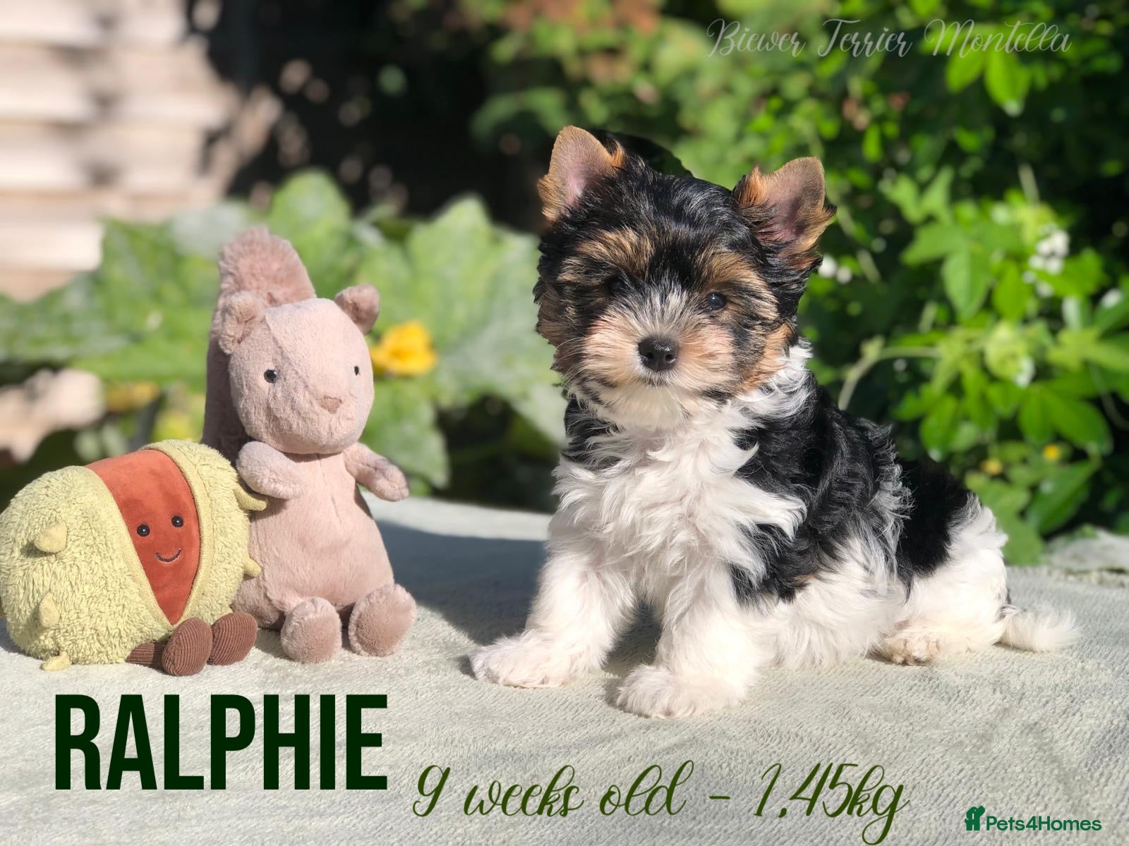 Yorkshire Terrier dogs Beautiful Litter of Six Biewer Terriers! - Advert 1