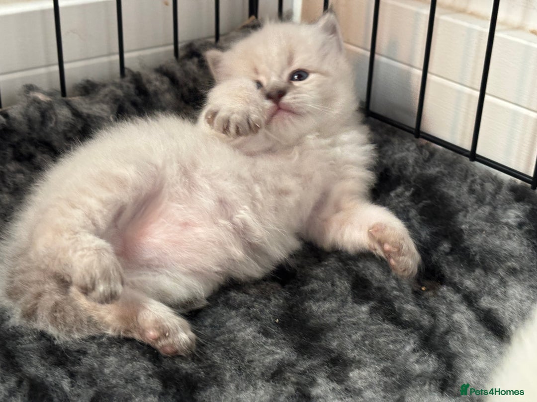 Siberian cats for sale: 🌓Word Champion Grandfather 🌖 - Advert 12