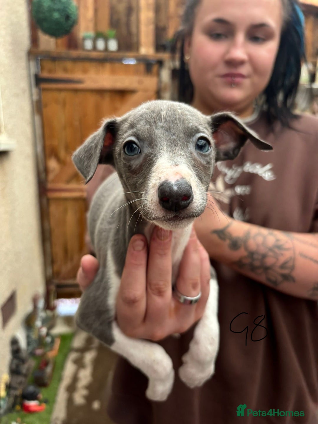 Whippet dogs for sale: Whippet pups x14 - Advert 15