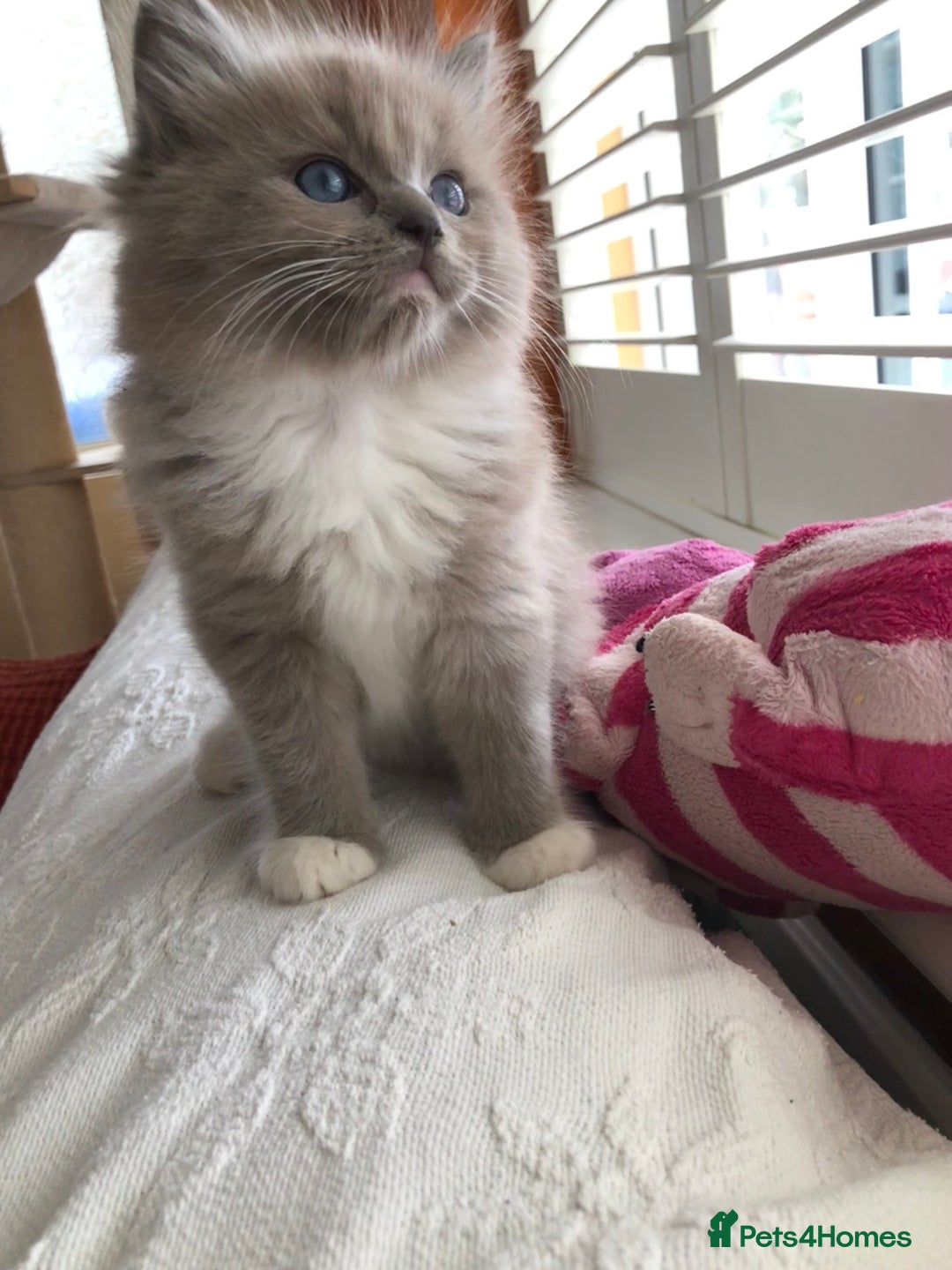 Ragdoll cats for sale: Tica reg Cherubim Ragdoll bonded siblings. Male.  - Advert 16