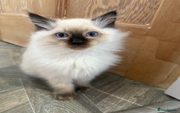 Ragdoll cats for sale: GCCF Registered seal point kittens - Image 6
