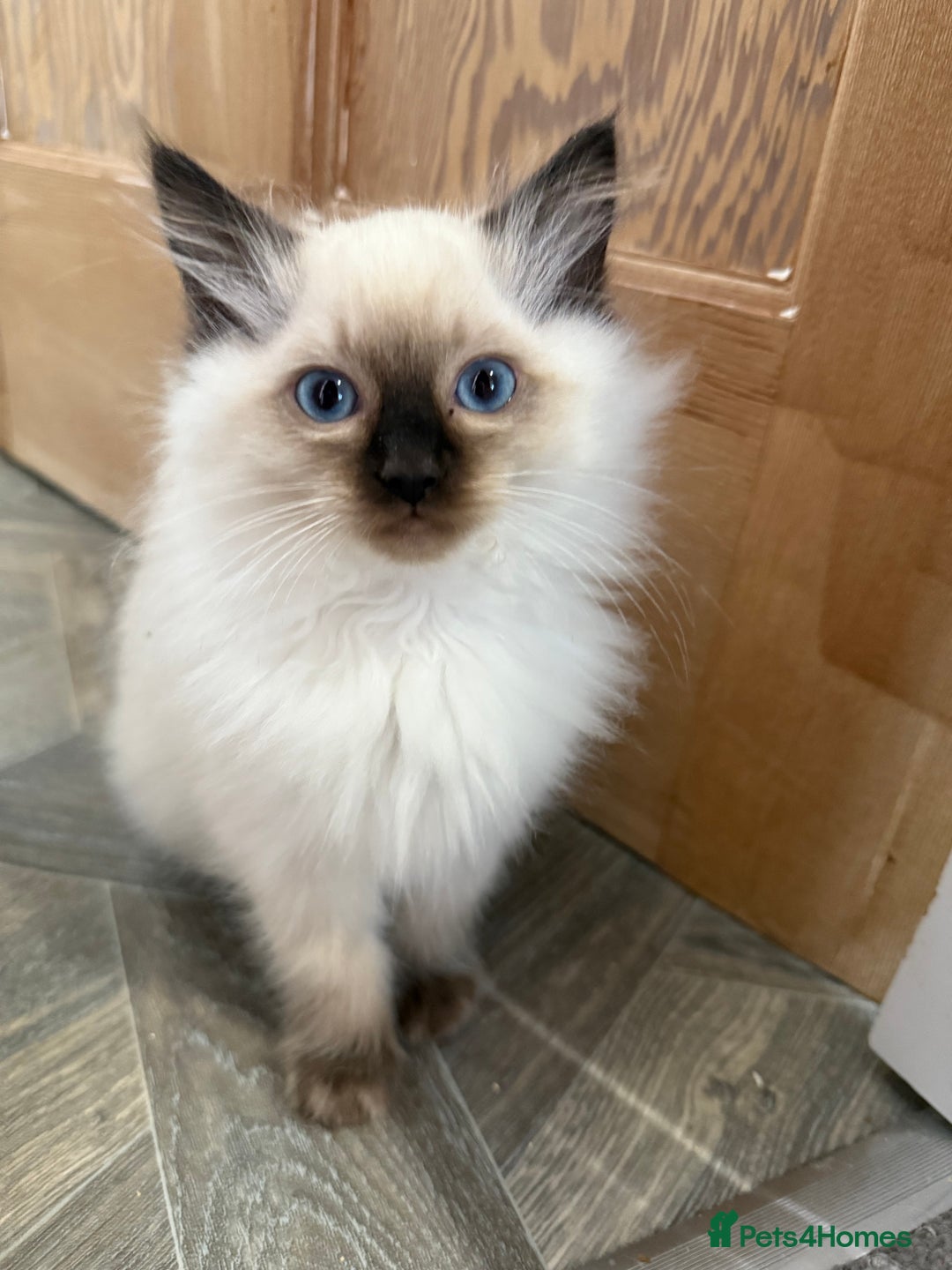 Ragdoll cats for sale: GCCF Registered seal point kittens - Image 6