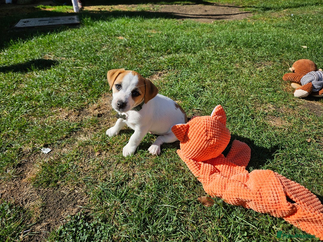 Jack Russell dogs for sale: Ladt puppy left - Image 4