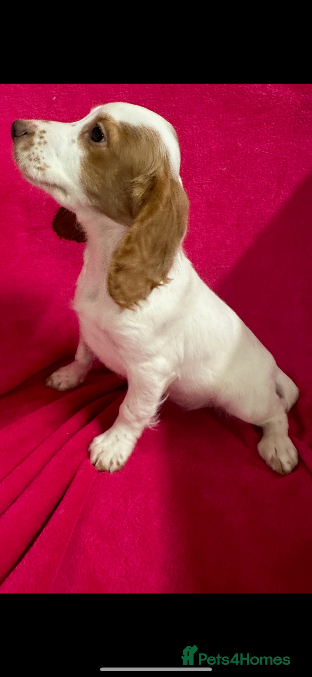 Cocker Spaniel dogs for sale: Hanscombe working cocker spaniel puppies - Advert 4