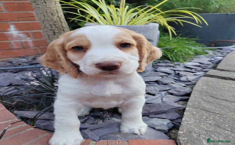 Cocker Spaniel dogs - Advert 1