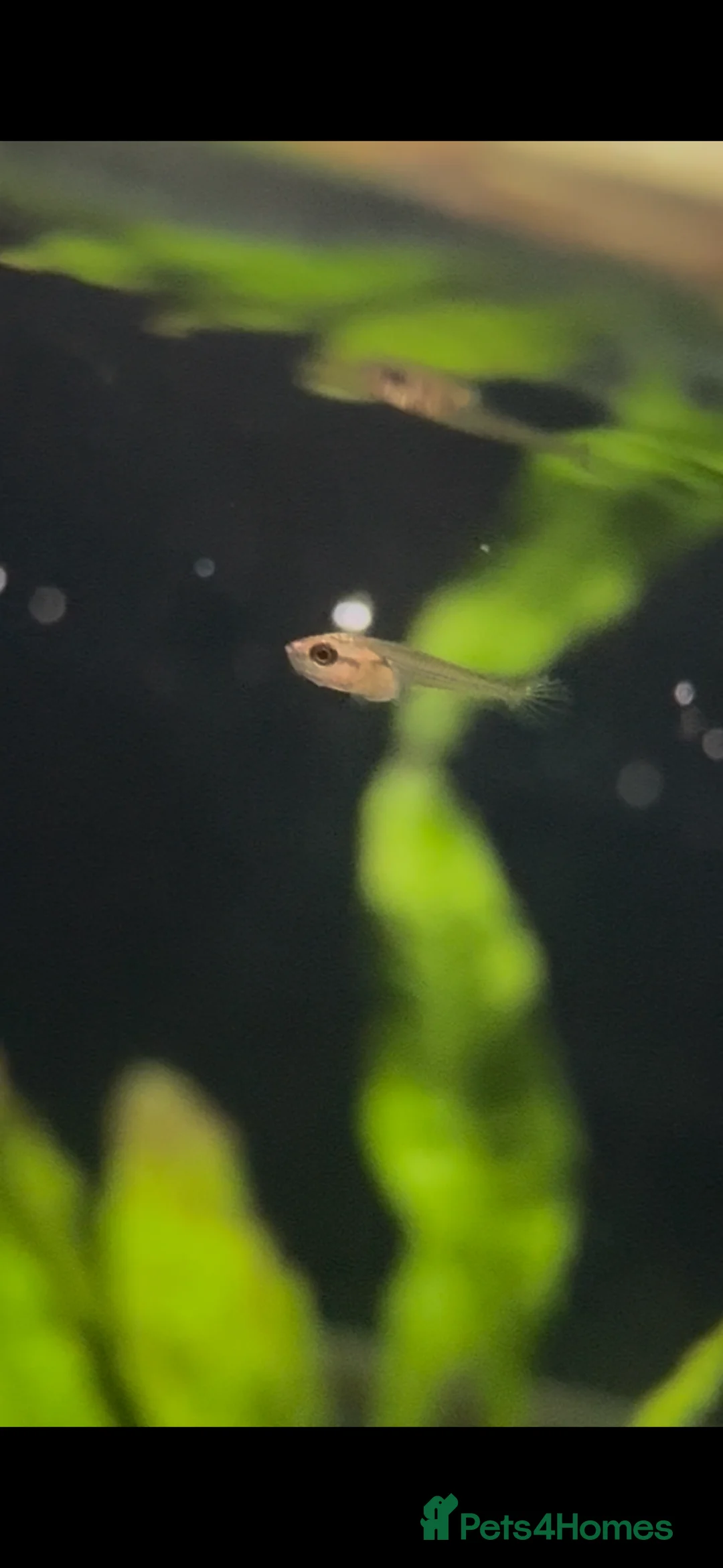 Bettas fish for sale: Betta fish  in Newcastle - Advert 3