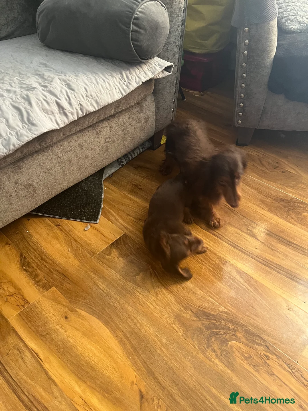 Miniature Dachshund dogs for sale: Longhaired stunning miniature Daschunds - Advert 7