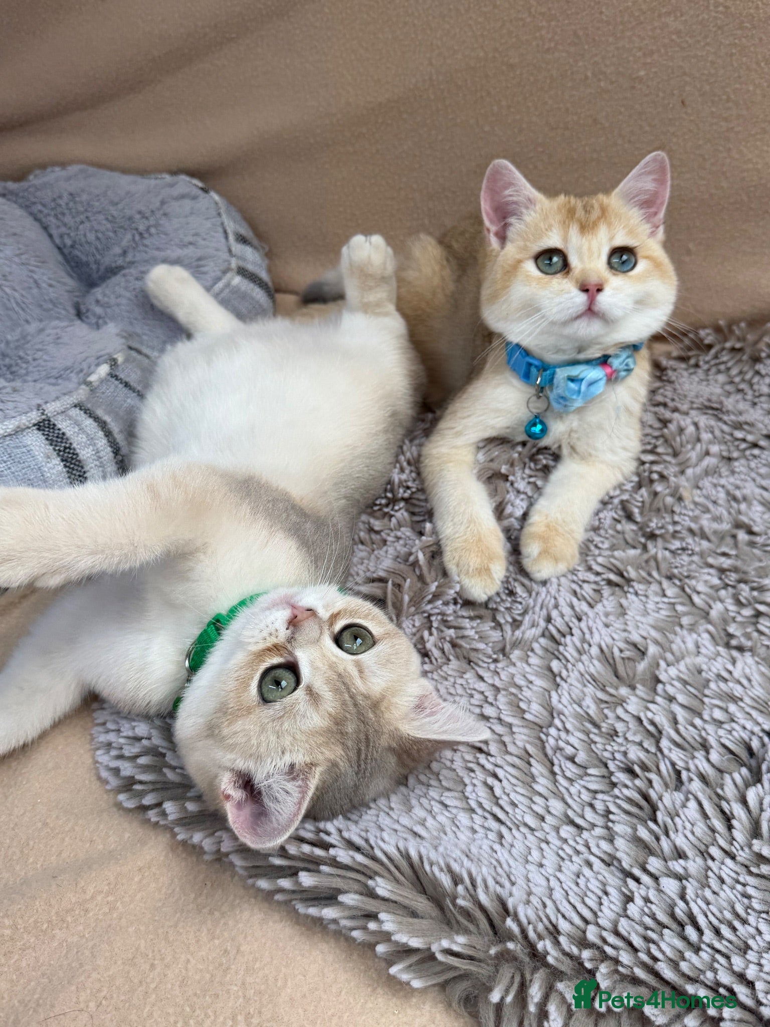 British Shorthair cats  British shorthai goldenkittens odd/blue eyed GCCF - Advert 10