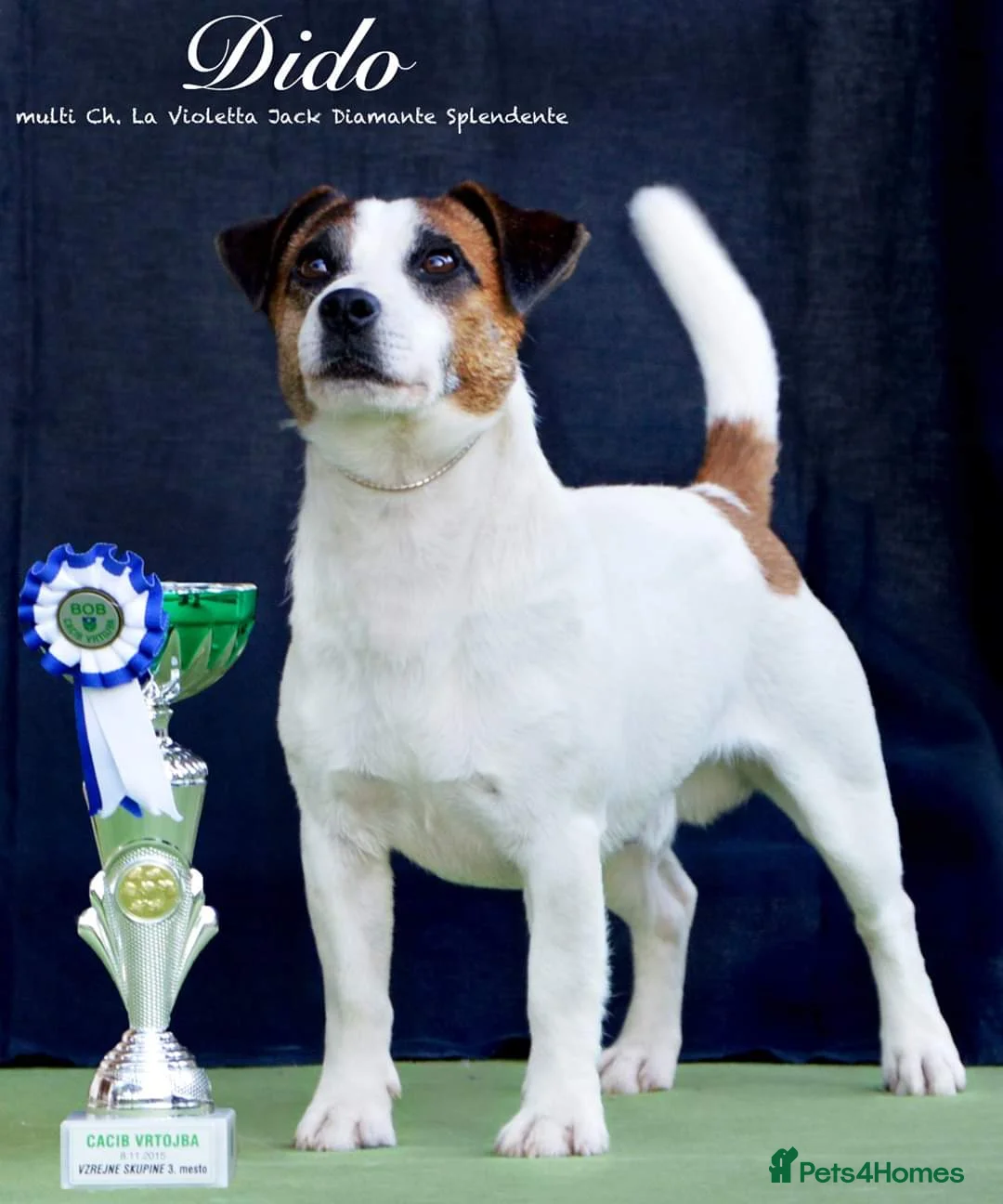 Jack Russell dogs for sale: Superb KC Reg’d Jack Russell Female Pup DNA CLEAR - Advert 2