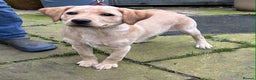 Labrador Retriever dogs for sale: Beautiful K.C registered bitch puppy - Advert 4