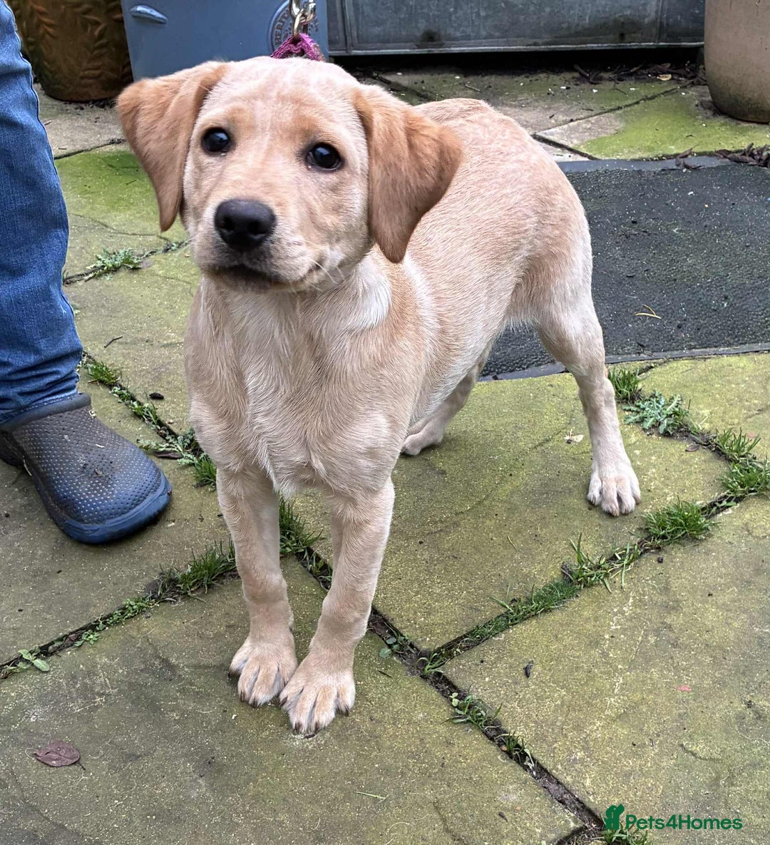 Labrador Retriever dogs for sale: Beautiful K.C registered bitch puppy - Advert 4