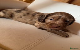 Cocker Spaniel dogs for sale: Cocker spaniel puppies - Image 3