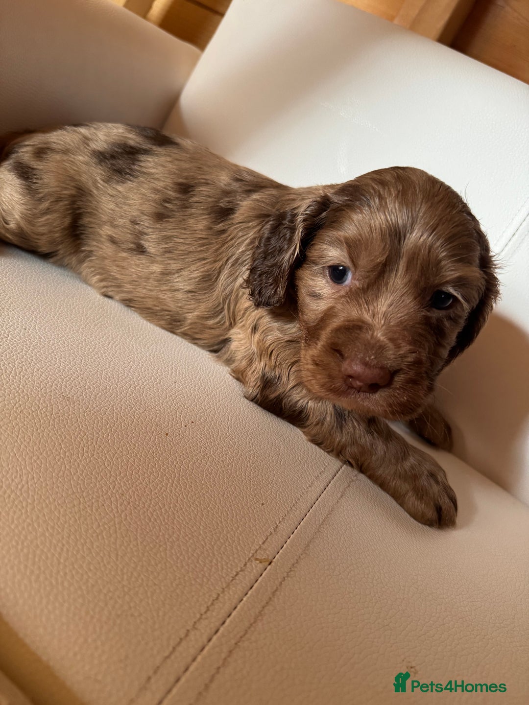 Cocker Spaniel dogs for sale: Cocker spaniel puppies - Image 3