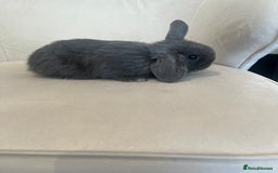 Mini Lop rabbits for sale: 6 beautiful baby mini lop bunnies 🐰  - Image 11