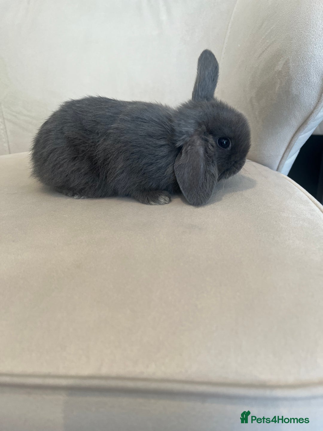 Mini Lop rabbits for sale: 6 beautiful baby mini lop bunnies 🐰  - Image 11