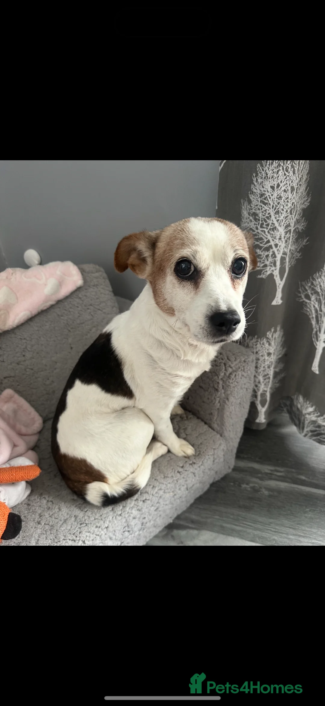 Jack Russell dogs for sale: Jack russel  - Advert 9