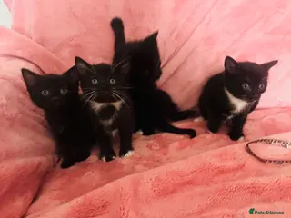 Mixed Breed cats Kittens half Russian blue - Advert 6