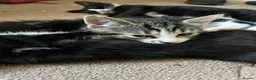 Mixed Breed cats for sale: 3 female kittens ready to go  - Advert 2