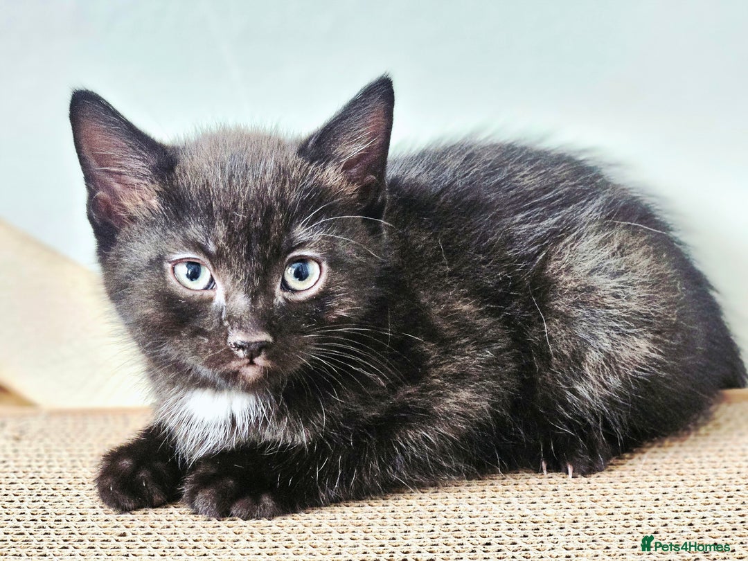 Turkish Angora cats for sale: Turkish Angora kittens - Image 5