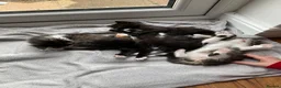 Mixed Breed cats for sale: Cute little kittens. in Staines - Advert 16