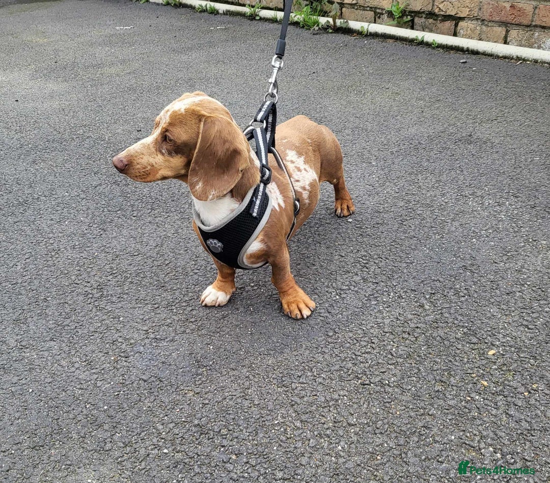 Miniature Dachshund dogs for stud: Slinky for stud.. Isabella & tan dapple in Thetford - Advert 5