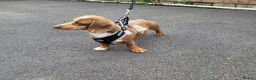 Miniature Dachshund dogs for stud: Slinky for stud.. Isabella & tan dapple in Thetford - Advert 5