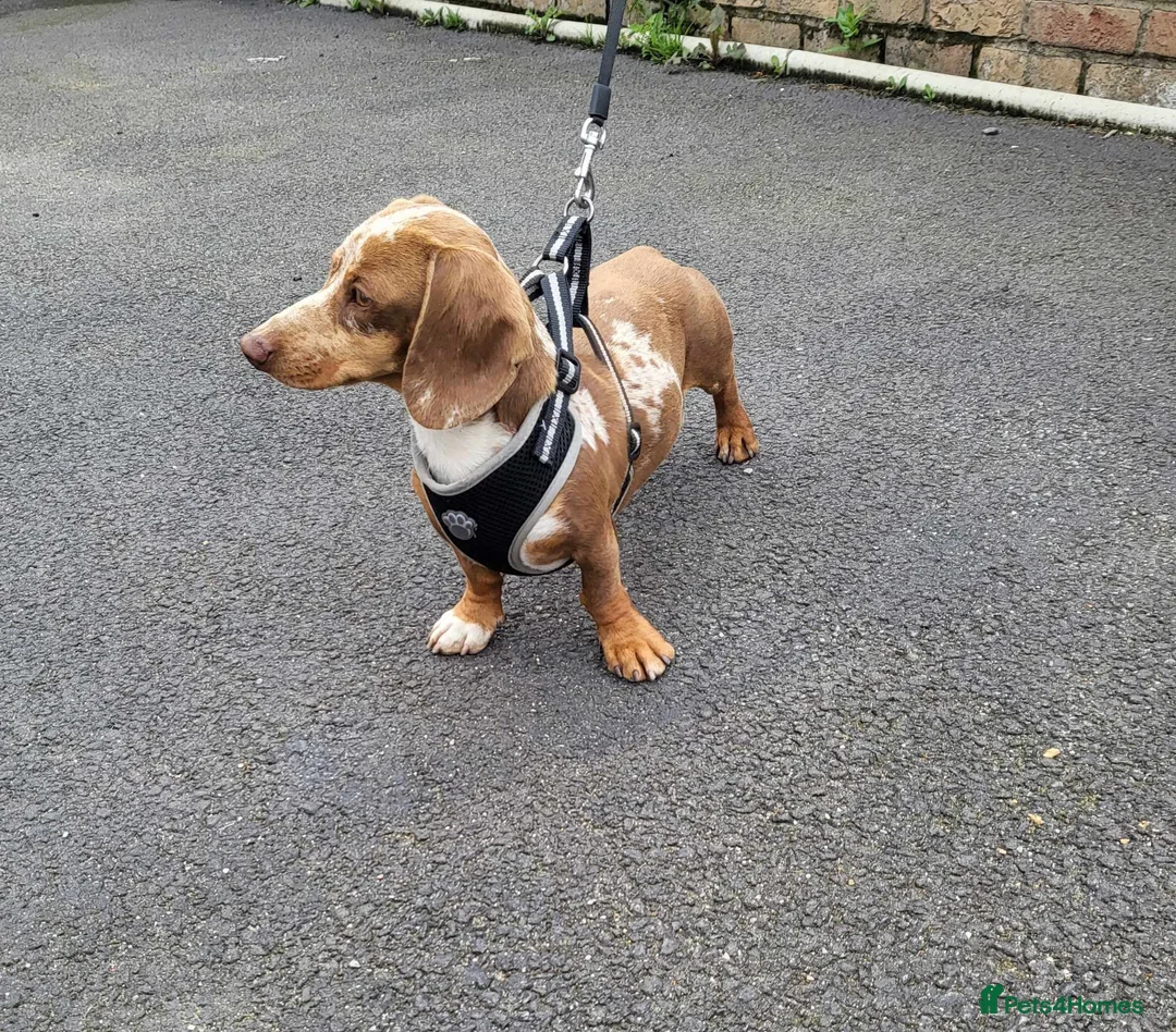 Miniature Dachshund dogs for stud: Slinky for stud.. Isabella & tan dapple in Thetford - Advert 5