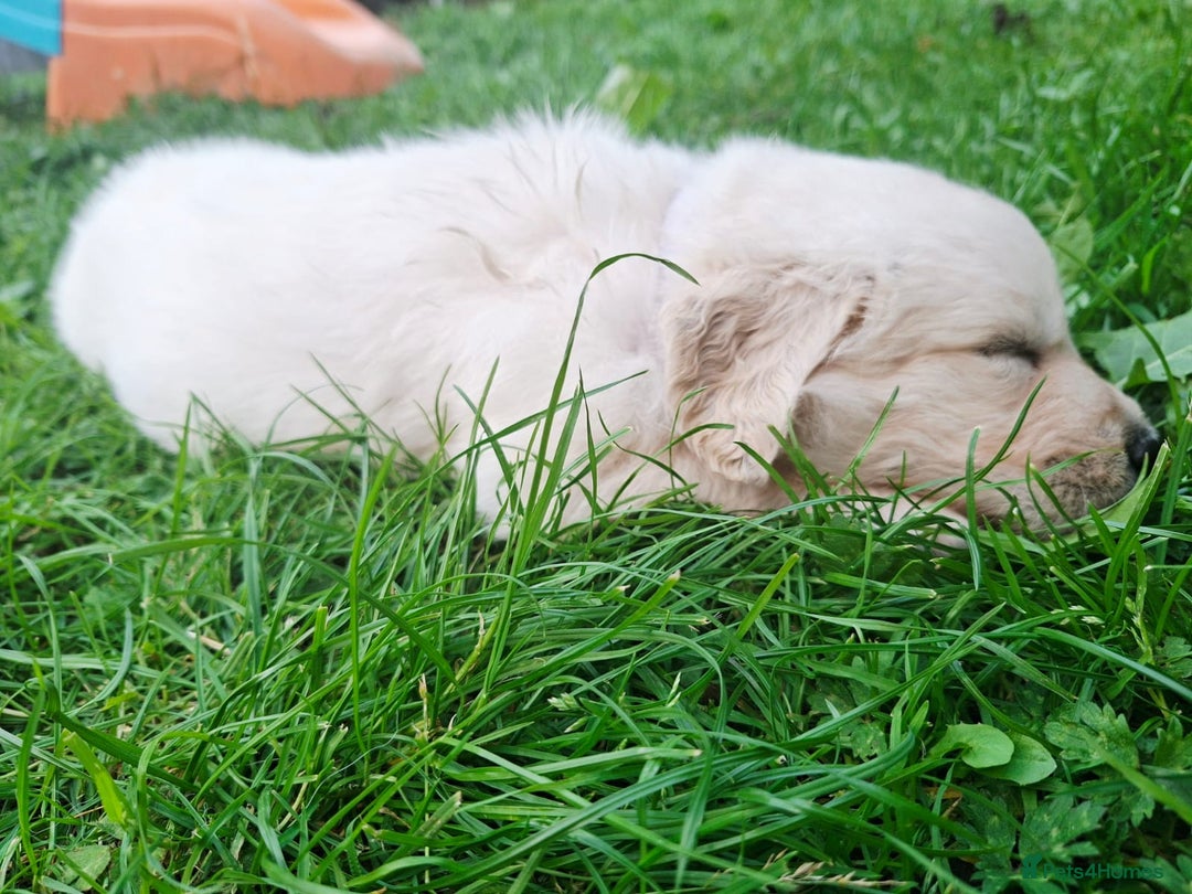 Golden Retriever dogs for sale: Cream Golden Retriever Puppies –Family Raised  - Image 10