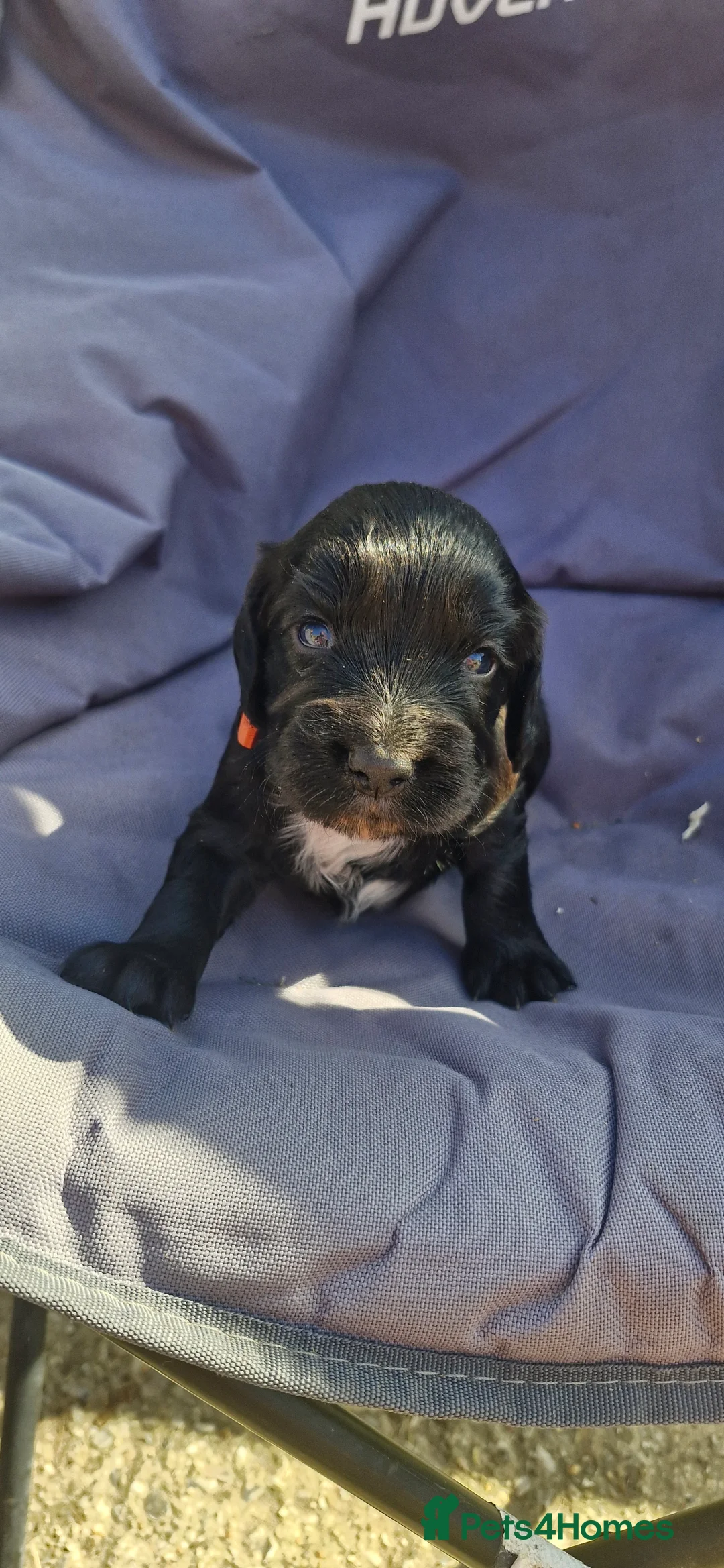 Cocker Spaniel dogs for sale: Working Cocker spaniel puppies - Advert 1