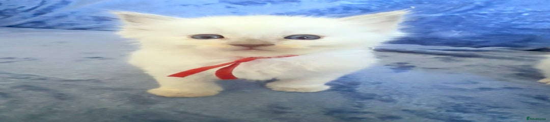 Poppy