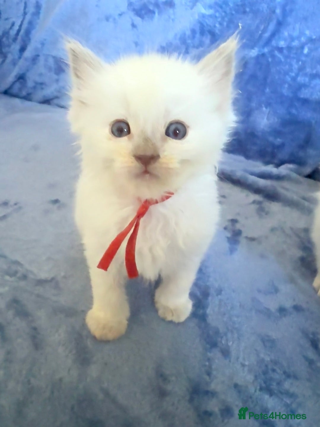 Ragdoll cats for sale: 6 Beautiful Ragdolls - Image 4