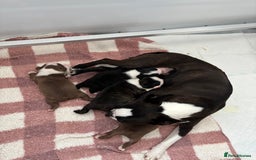Boston Terrier dogs for sale: Stunning Boston terrier puppies - Image 3