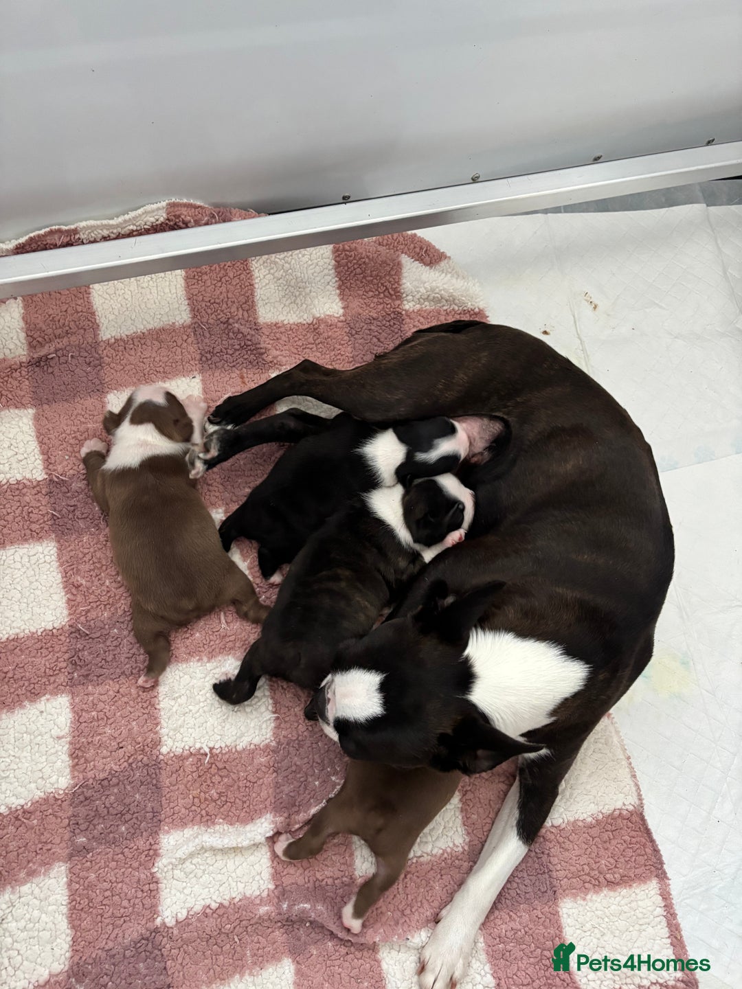 Boston Terrier dogs for sale: Stunning Boston terrier puppies - Image 3