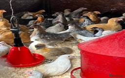 Chickens poultry for sale: Big sale of silkie and polish £5 each! - Image 4