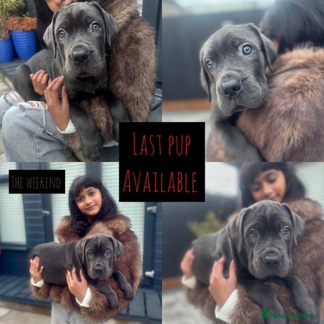 Mixed Breed dogs - Advert 1