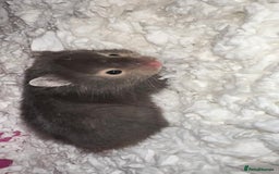 Hamster rodents for sale: Baby hamster - Image 16