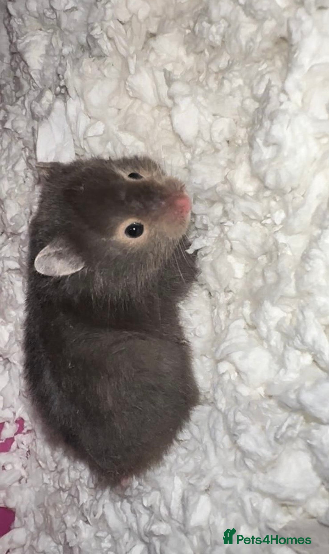 Hamster rodents for sale: Baby hamster - Image 16