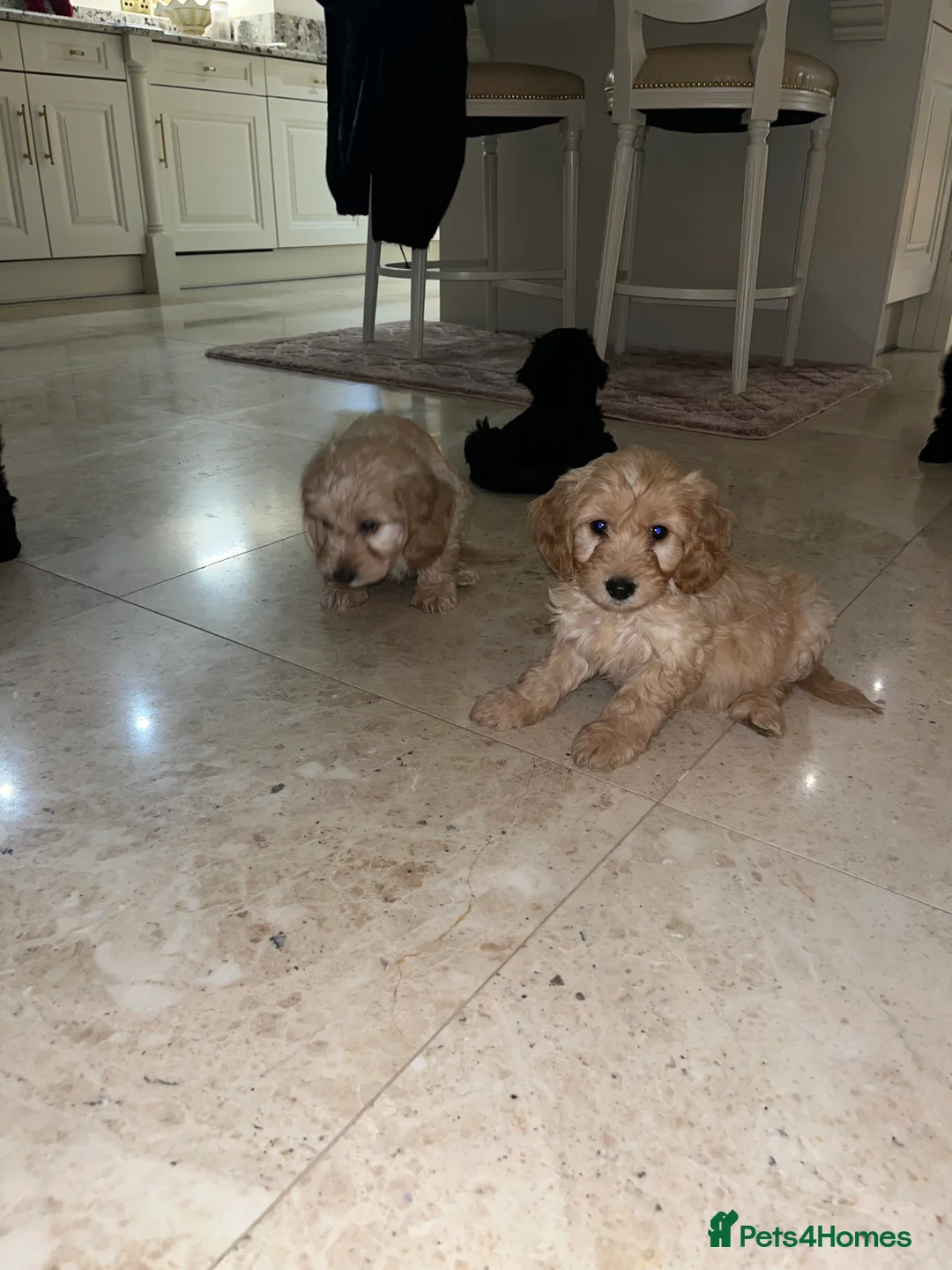 Cockapoo dogs for sale: F1 toy Cockerpoo  - Advert 4