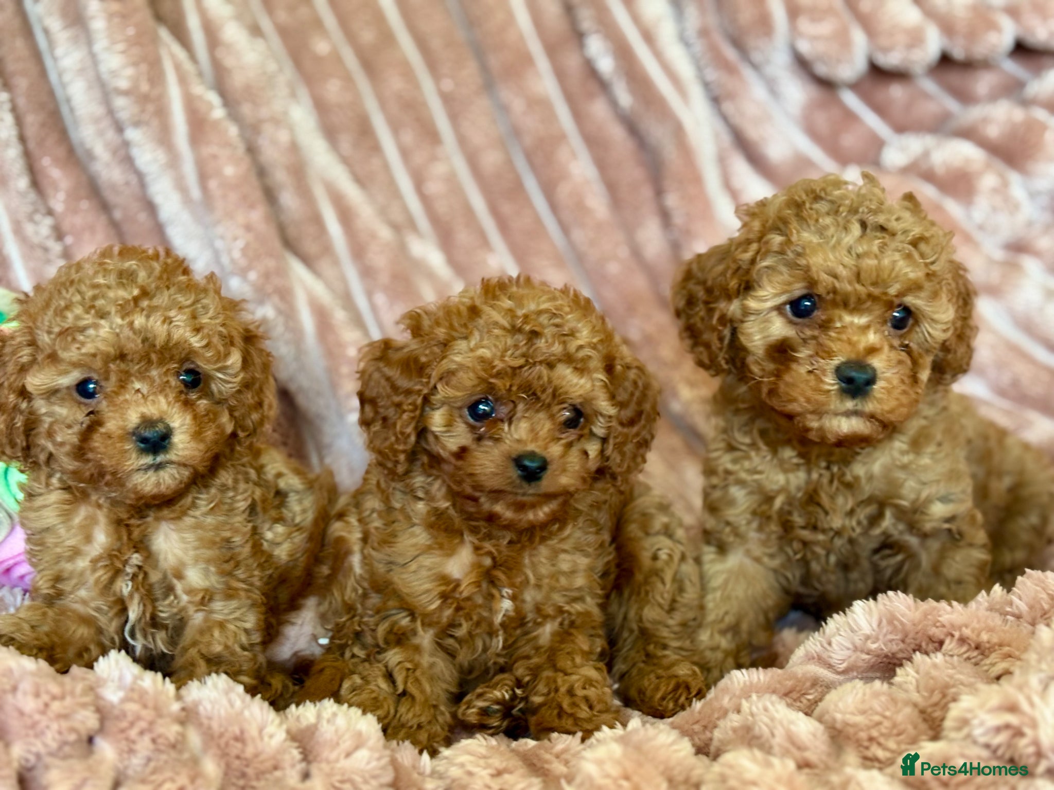 Cavapoo dogs for sale: Adorable teddy bear toy cavapoo  - Advert 1
