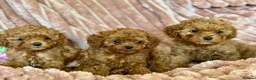 Cavapoo dogs for sale: Adorable teddy bear toy cavapoo  - Advert 1
