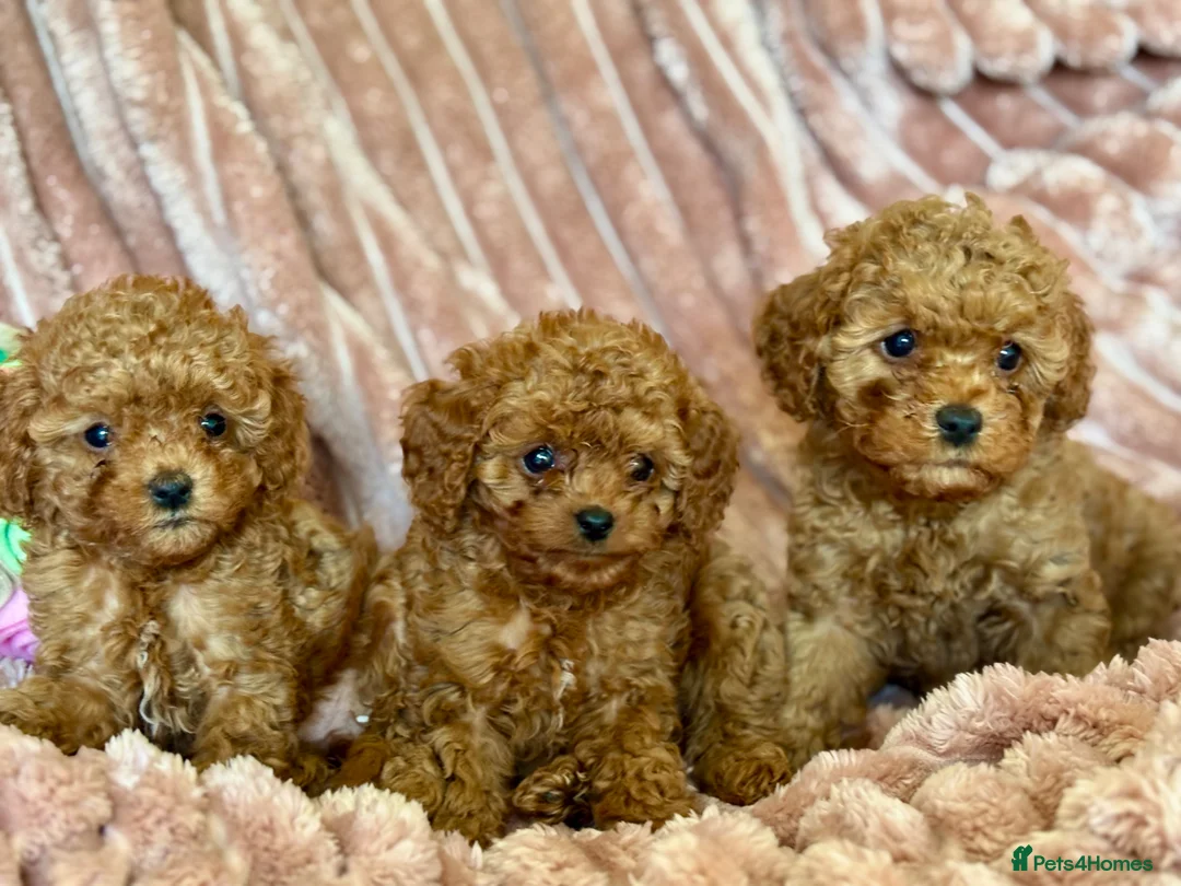 Cavapoo dogs for sale: Adorable teddy bear toy cavapoo  - Advert 1