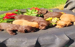 Cocker Spaniel dogs for sale: Cocker spaniel pups - Image 8