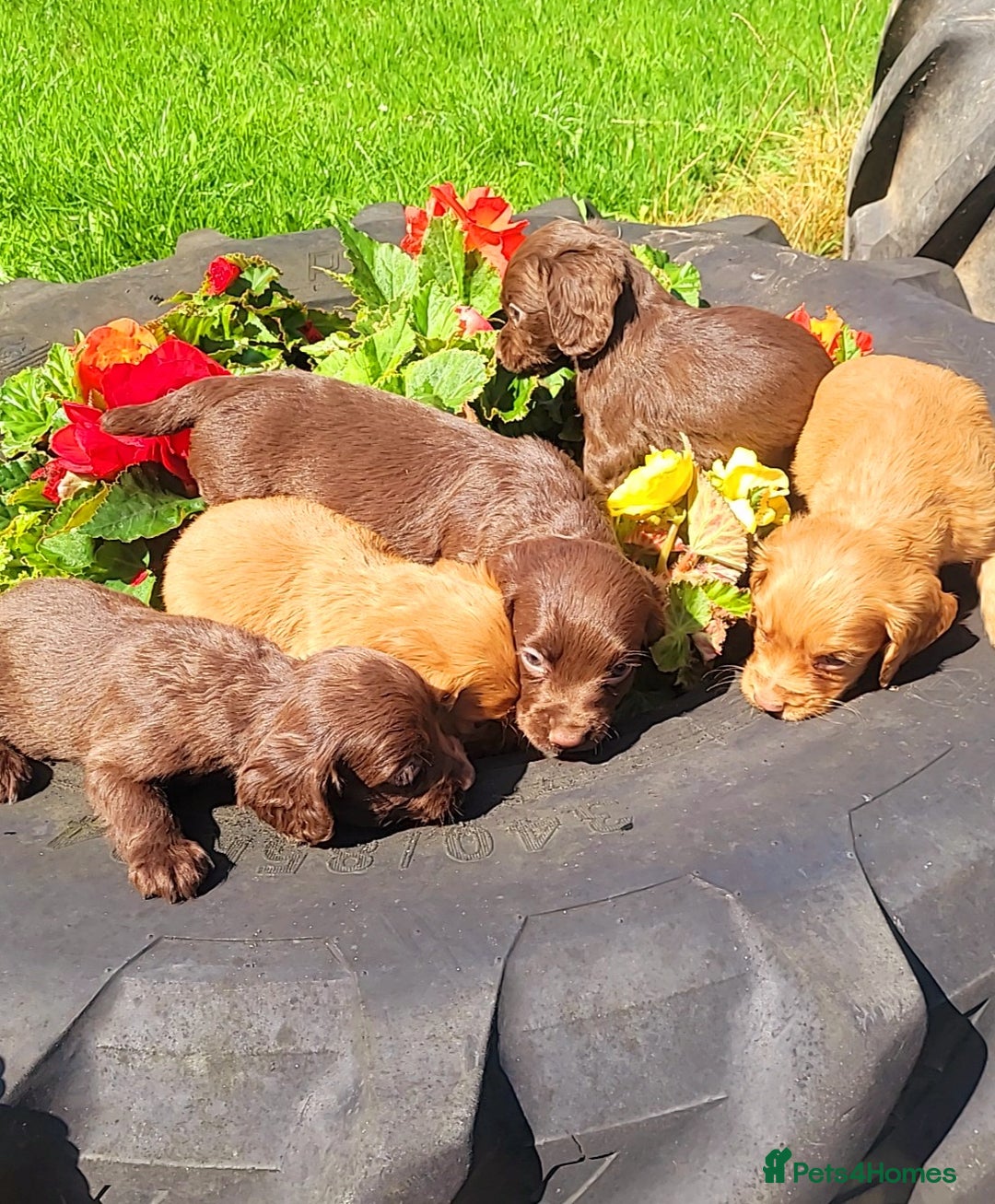 Cocker Spaniel dogs for sale: Cocker spaniel pups - Image 8