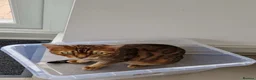Bengal cats for sale: Female & male  in Rotherham - Advert 5