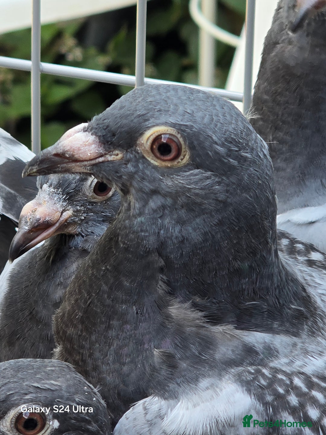 Pigeons birds for sale: Baby and adult racing Pigeons  - Image 23